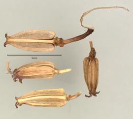  Fruits:   Triglochin maritima ; Photo by A. Gottlieb, USDA APHIS PPQ ITP, imageID.idtools.org